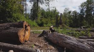Reliable Orfordville, WI Tree Services Solutions
